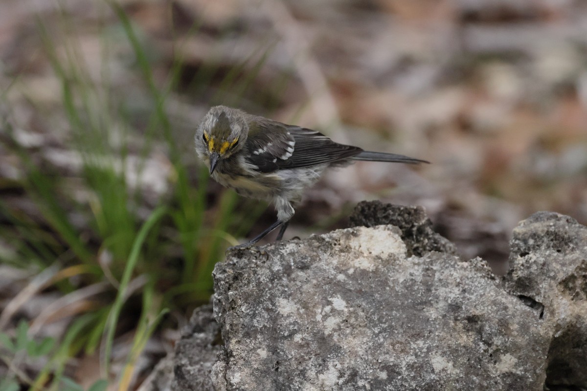 Golden-cheeked Warbler - ML638280737