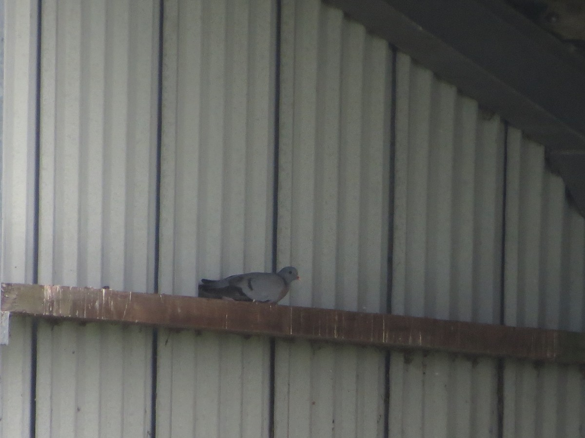 Stock Dove - ML638280743