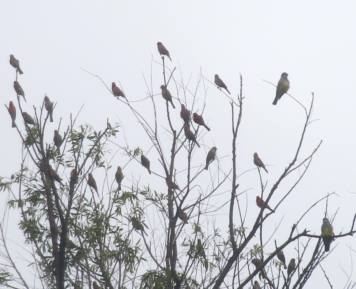 House Finch - ML638280747