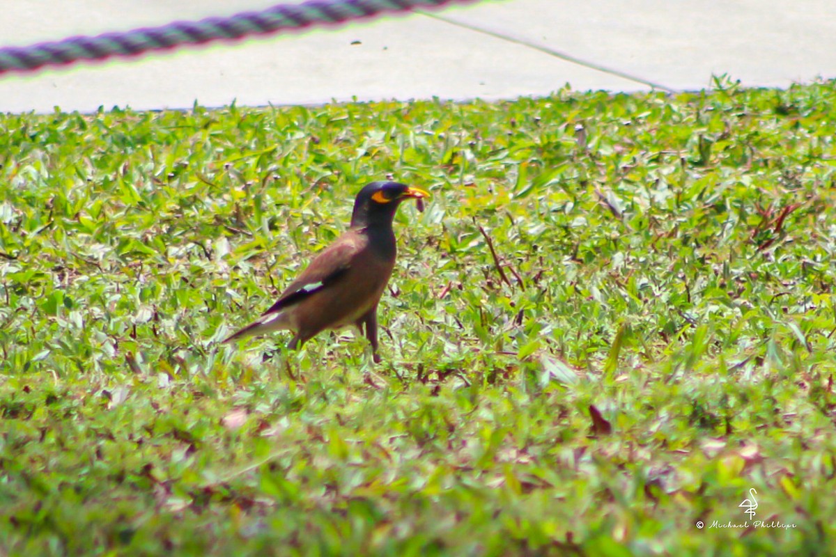 Common Myna - ML638280758