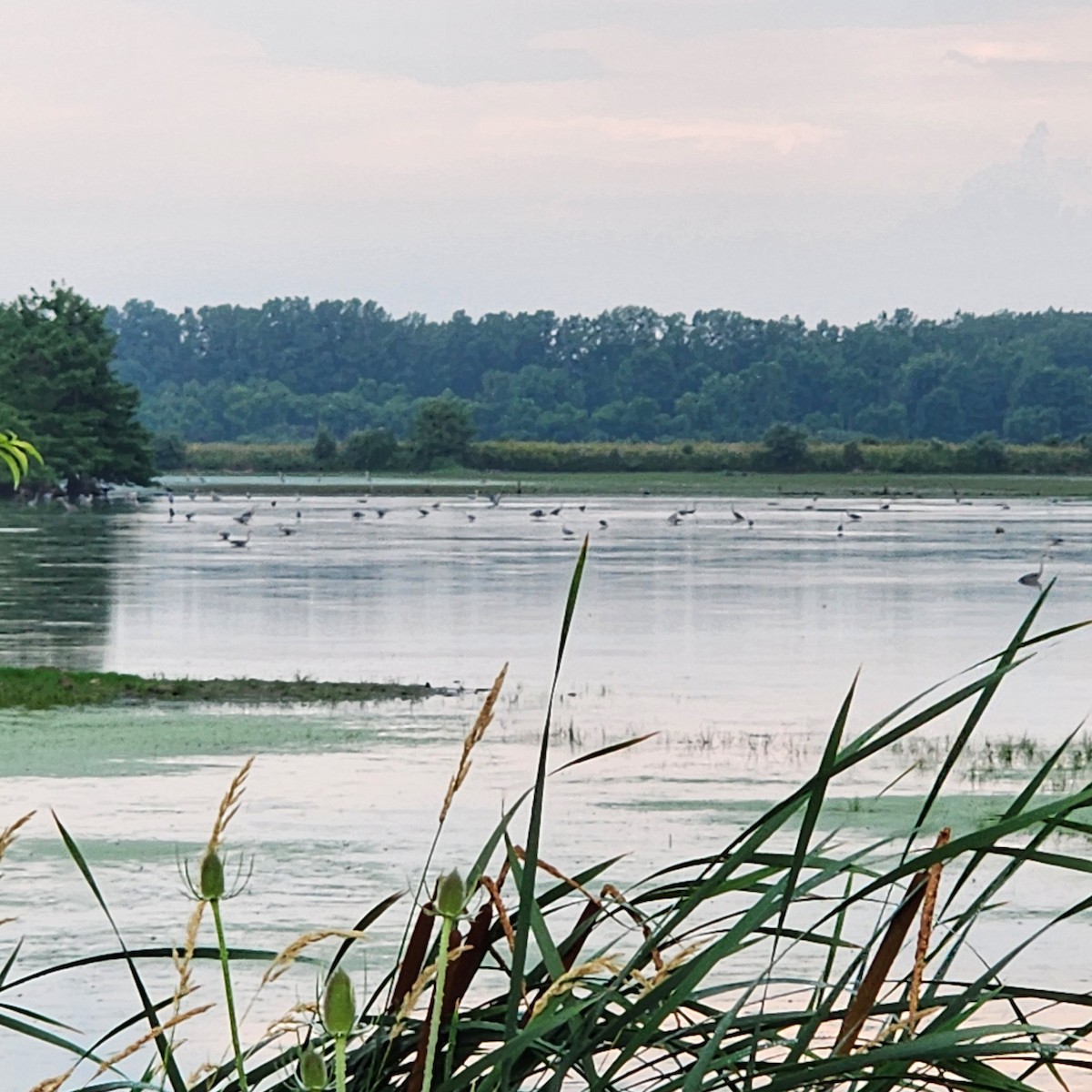 Great Blue Heron - ML638280771