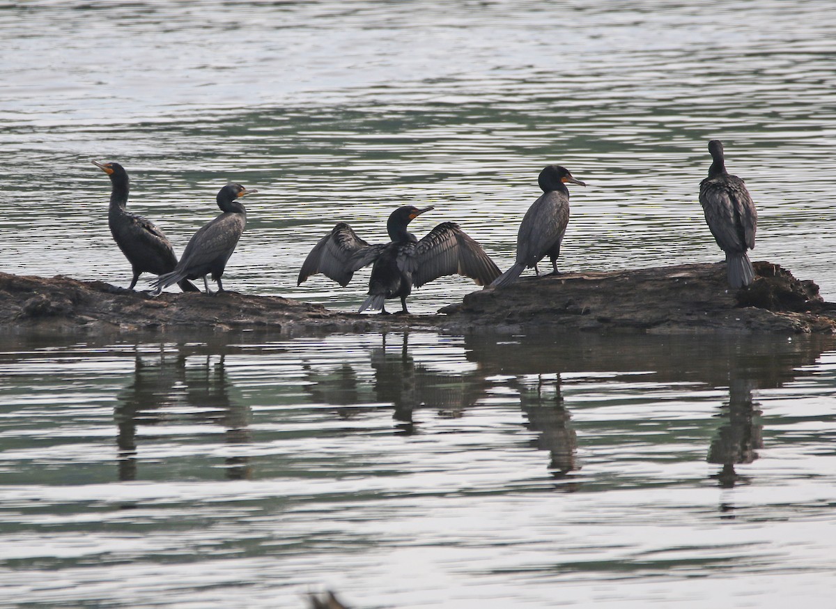 Double-crested Cormorant - ML638280774
