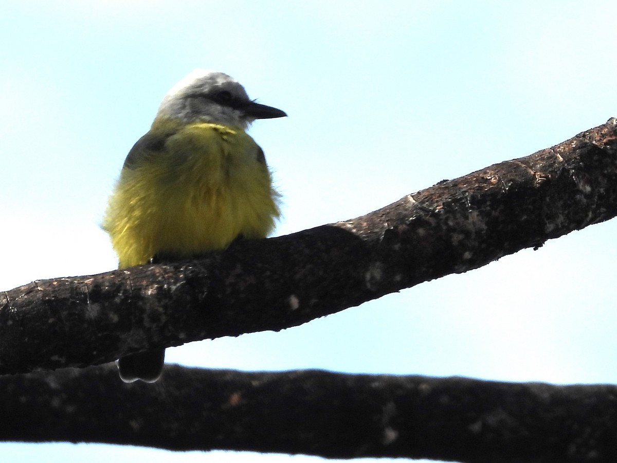 White-throated Kingbird - ML638280778