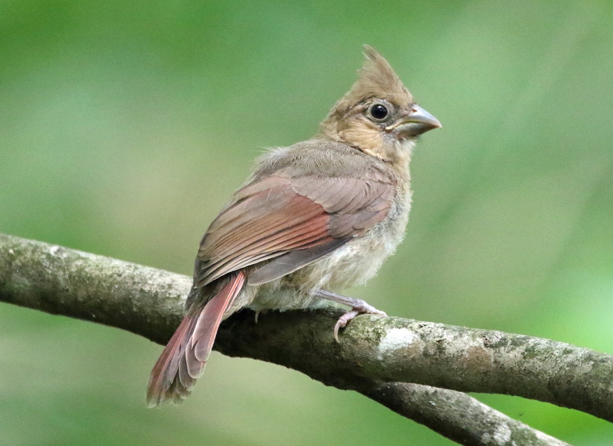 Cardinal rouge - ML638280797