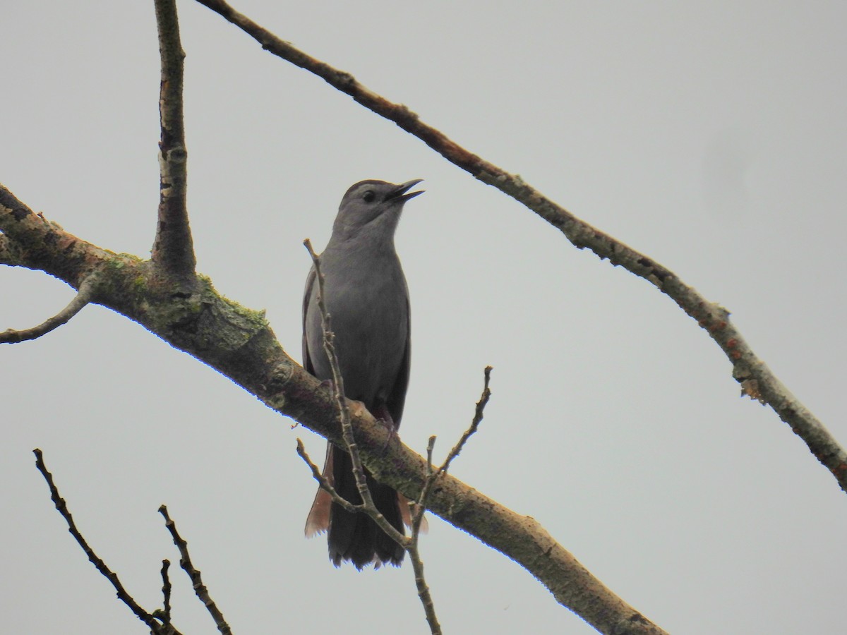 Gray Catbird - ML638280800
