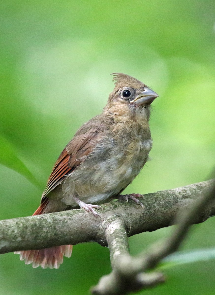 Cardinal rouge - ML638280801