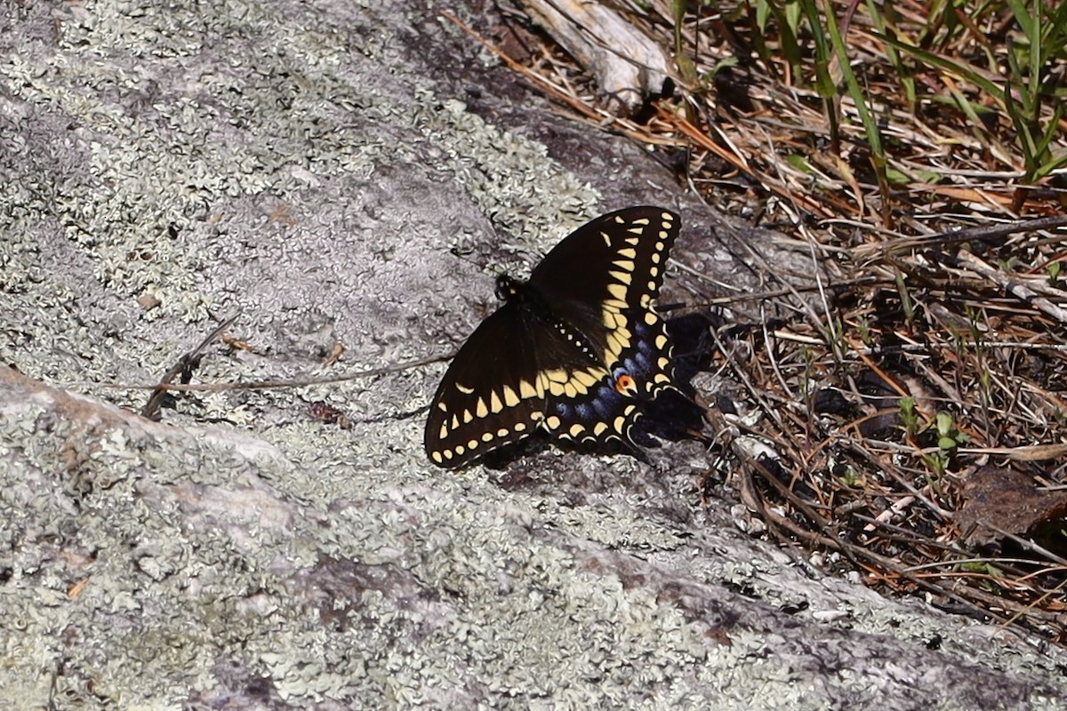 Common Swallowtails - ML638280802
