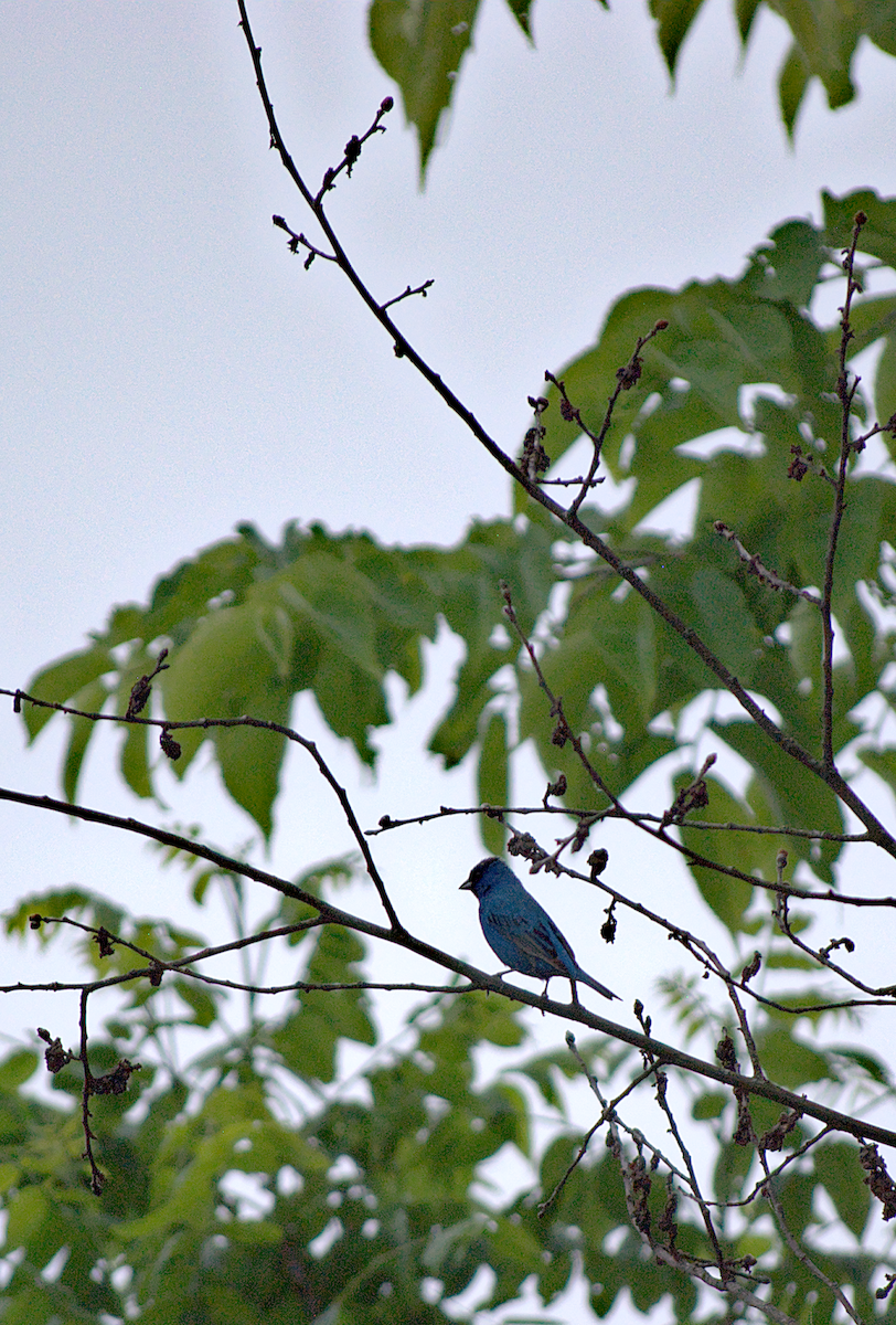 Indigo Bunting - ML638280803