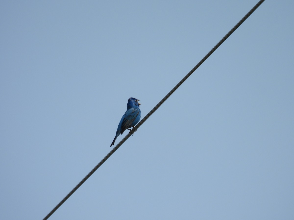 Indigo Bunting - ML638280804