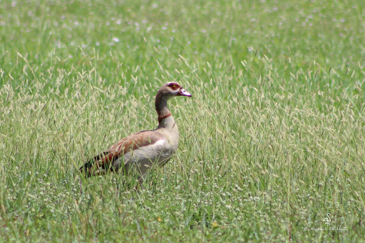 Egyptian Goose - ML638280823