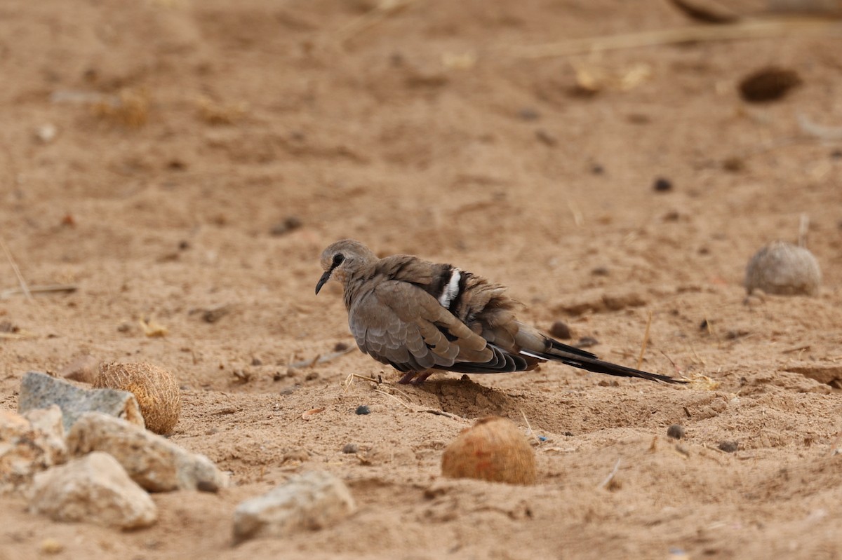 Namaqua Dove - ML638280824