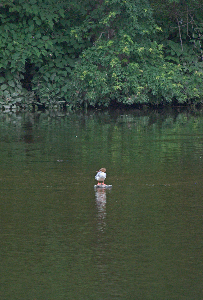 Common Merganser - ML638280826
