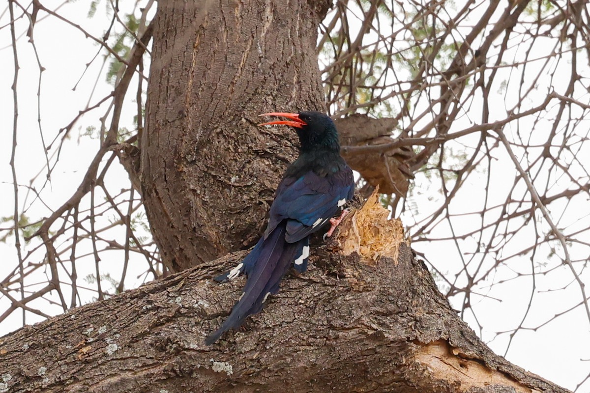 Green Woodhoopoe - ML638280827