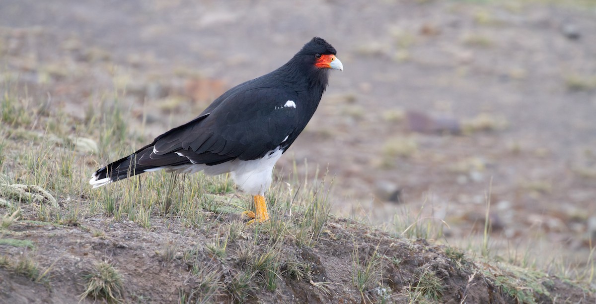 Mountain Caracara - ML638280832