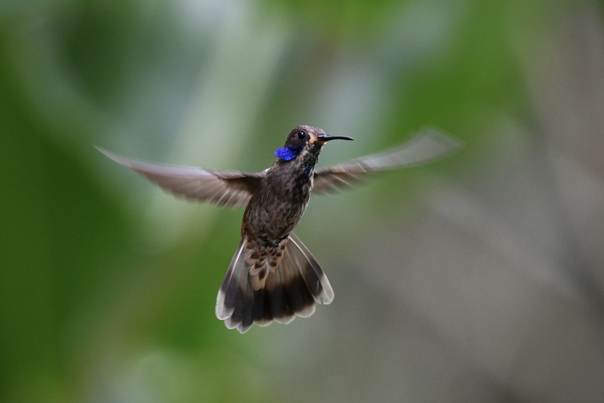 Brown Violetear - ML638280838