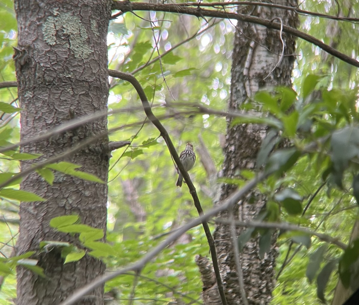 Ovenbird - ML638280842