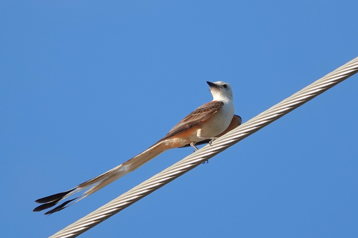 Scissor-tailed Flycatcher - ML638280843