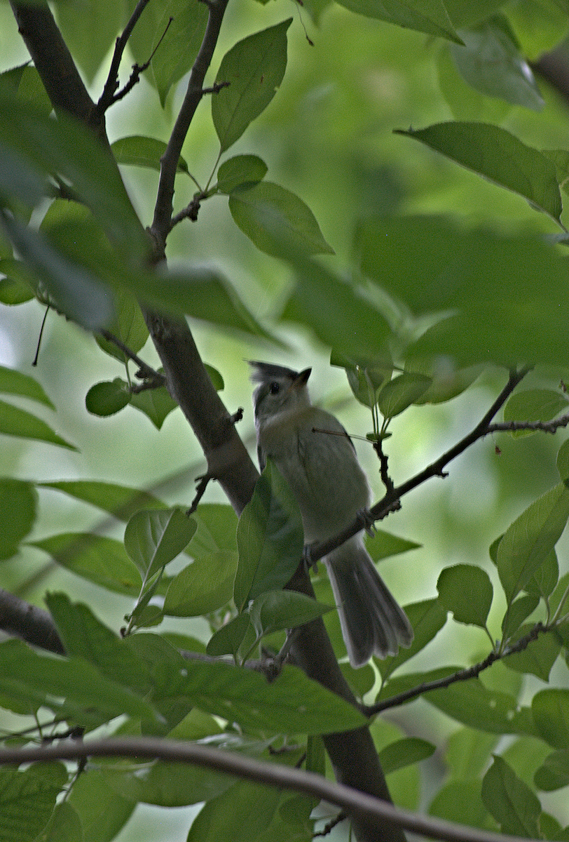 Tufted Titmouse - ML638280844