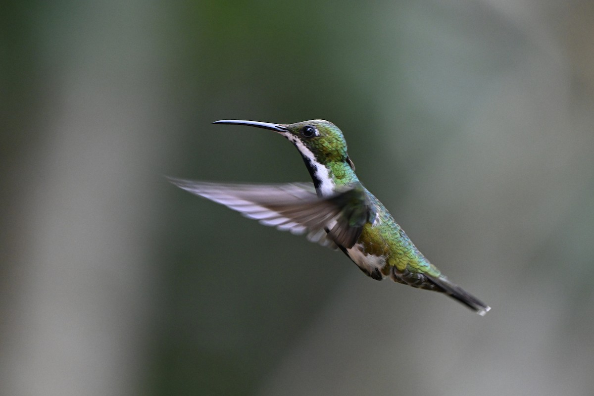 Black-throated Mango - ML638280855