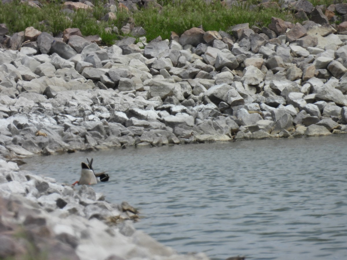 Red-necked Phalarope - ML638280859