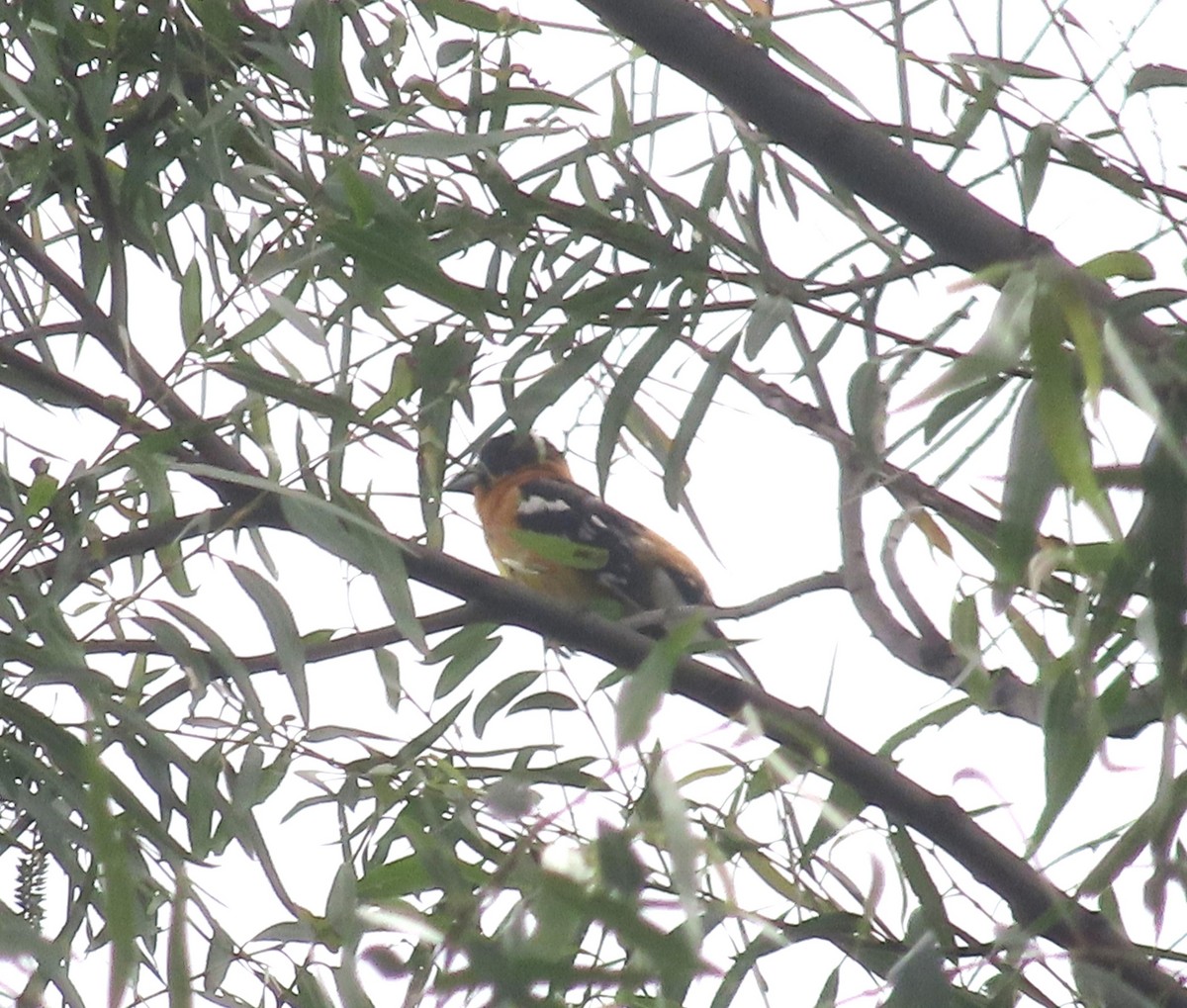 Black-headed Grosbeak - ML638280860