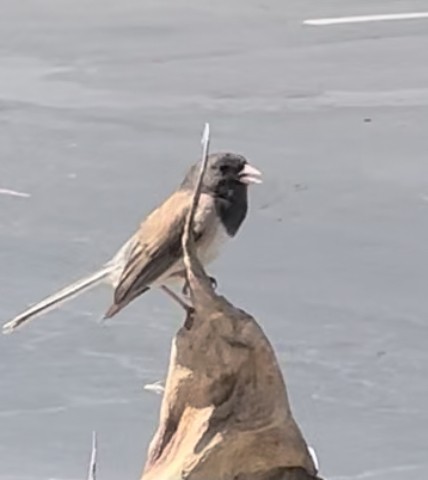 Dark-eyed Junco (Oregon) - ML638280867