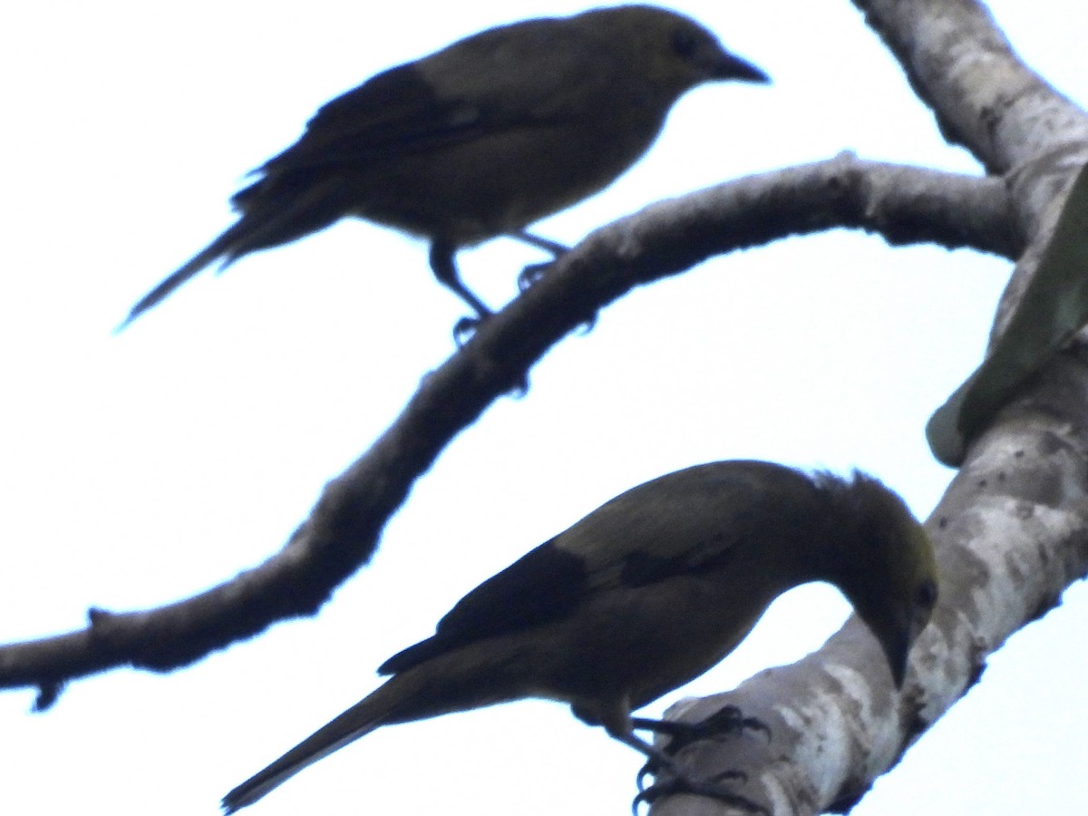 Palm Tanager - ML638280883