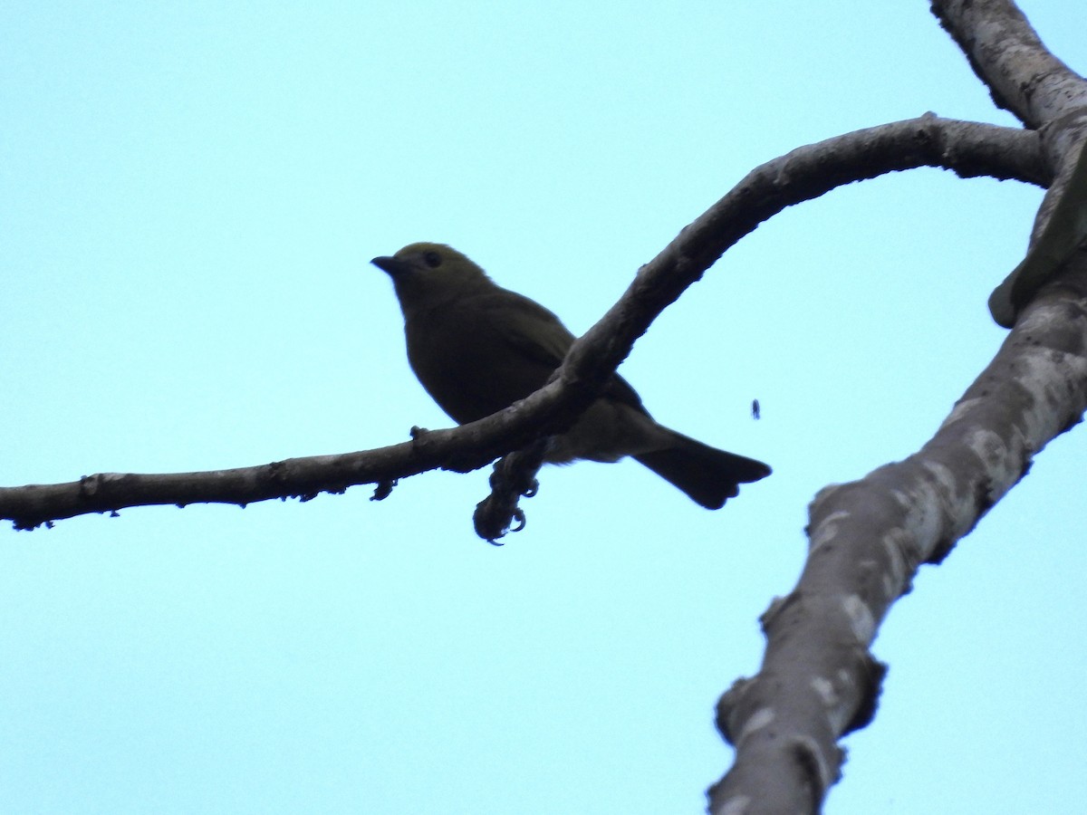 Palm Tanager - ML638280884