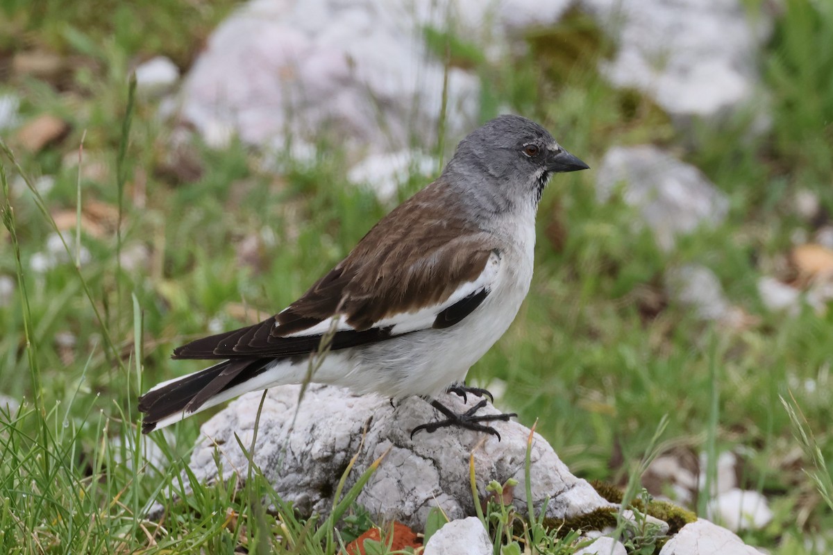 White-winged Snowfinch - ML638280893