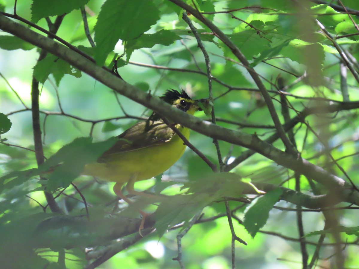 Kentucky Warbler - ML638280897