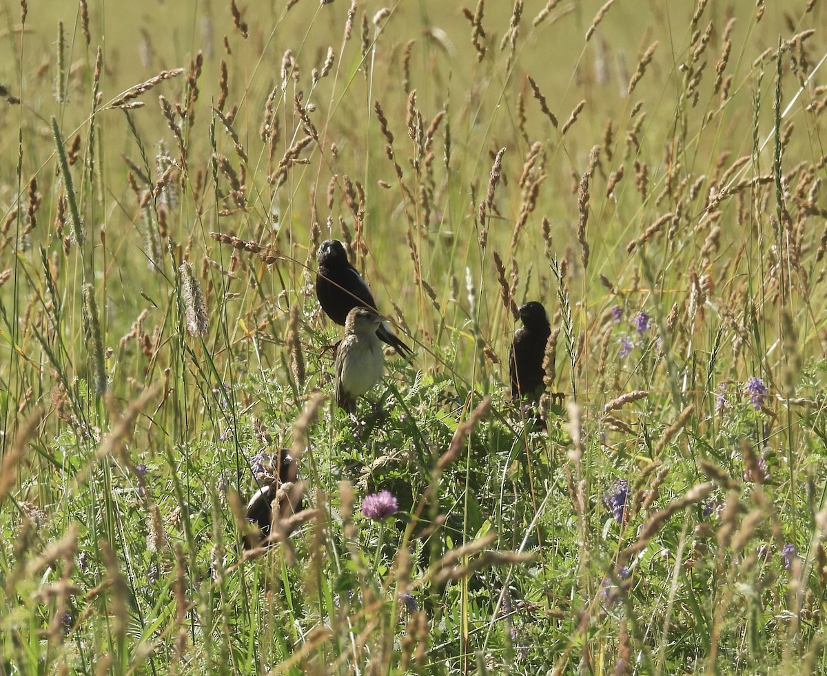 Bobolink - ML638280908