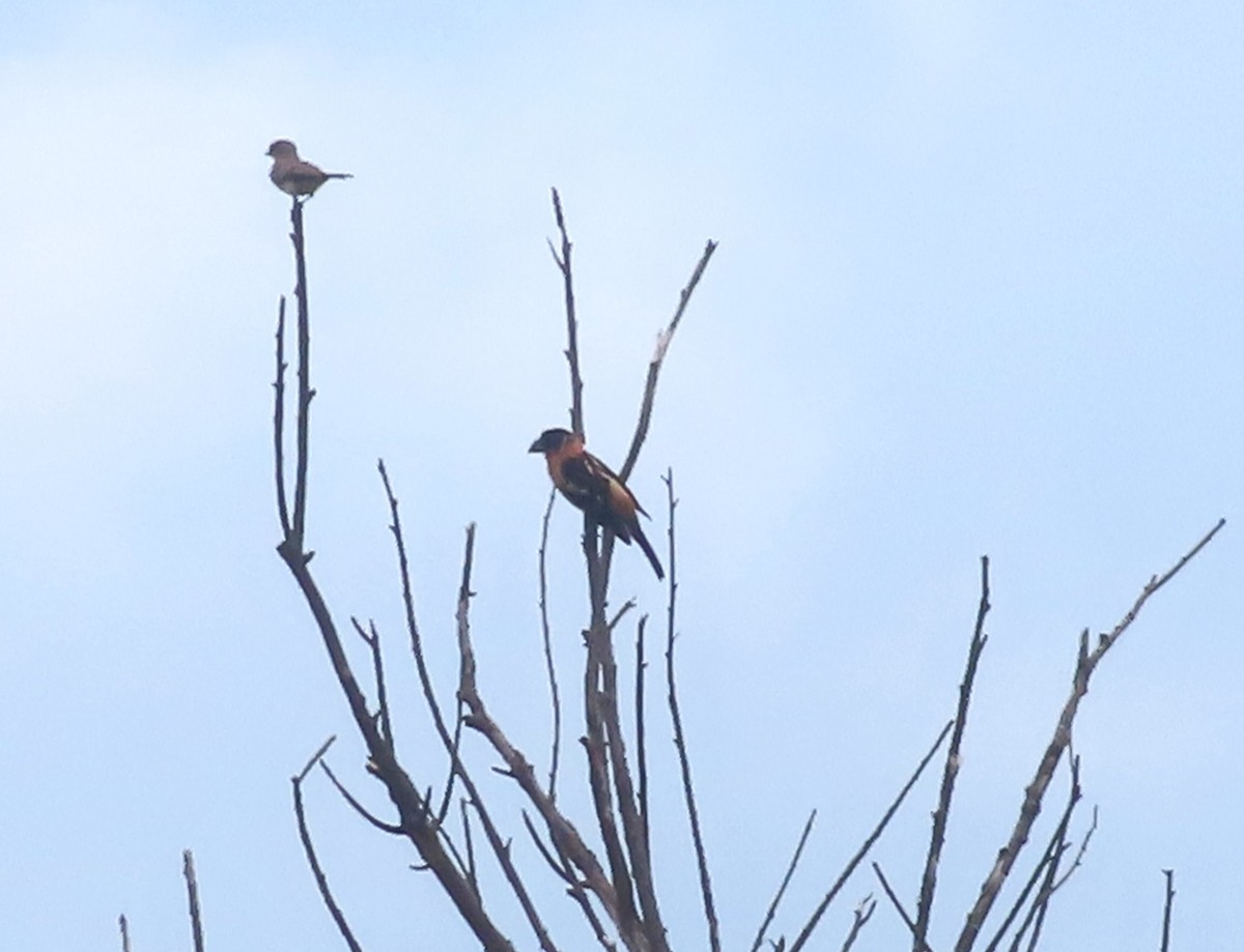 Black-headed Grosbeak - ML638280909