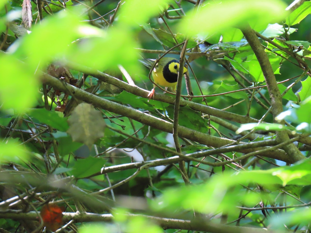 Hooded Warbler - ML638280910