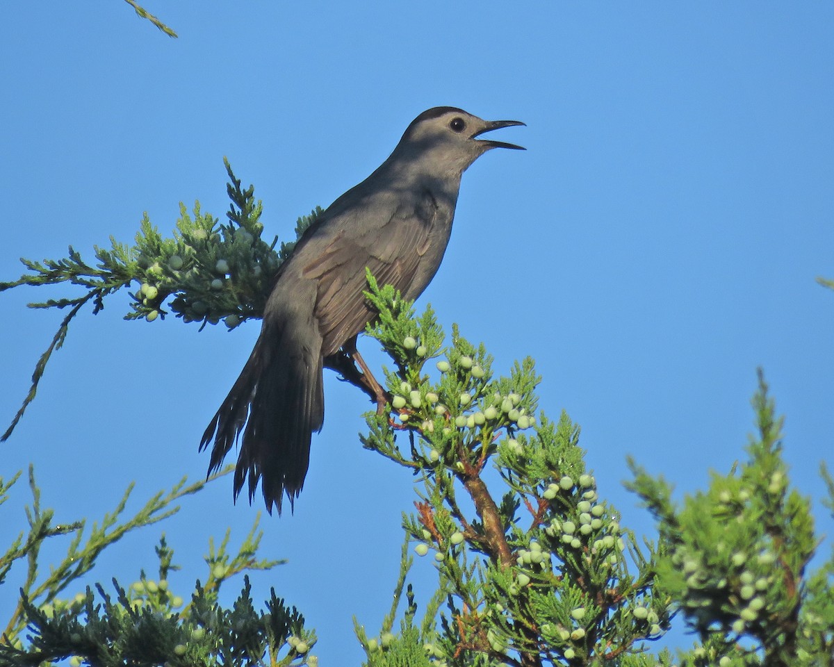 Gray Catbird - ML638280924