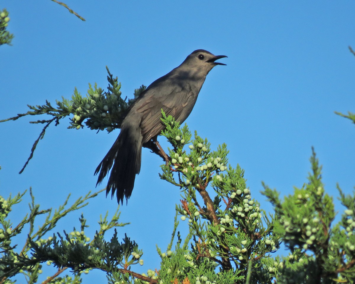 Gray Catbird - ML638280925