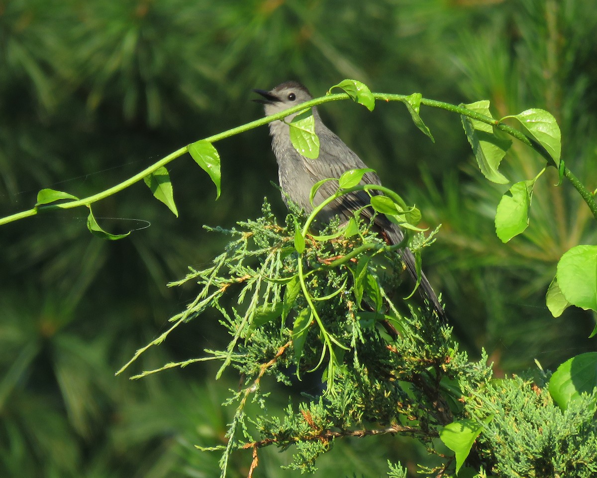 Gray Catbird - ML638280926