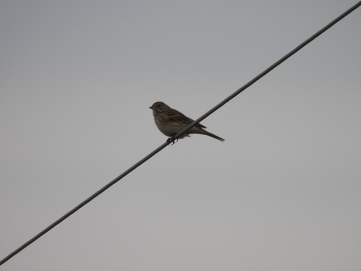 Vesper Sparrow - ML638280930