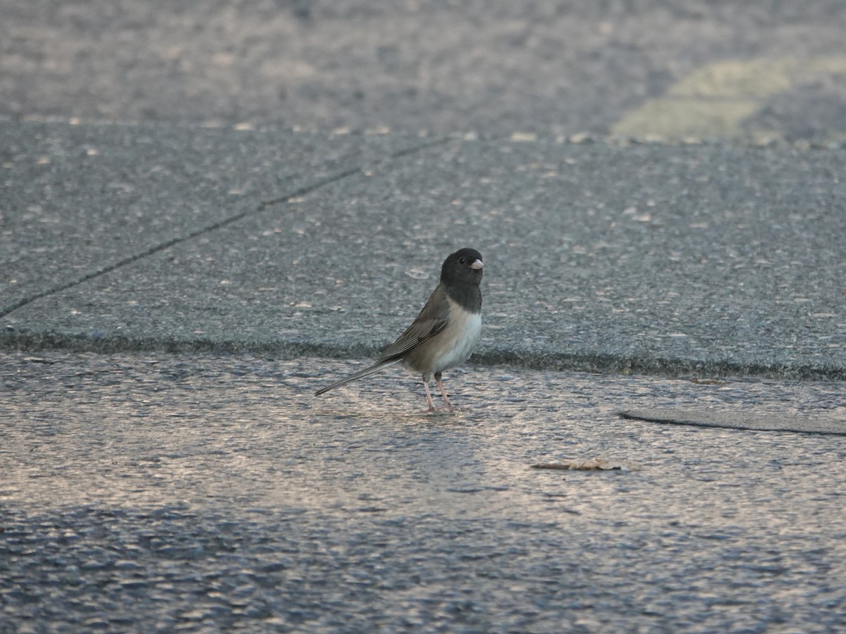 Dark-eyed Junco - ML638280934