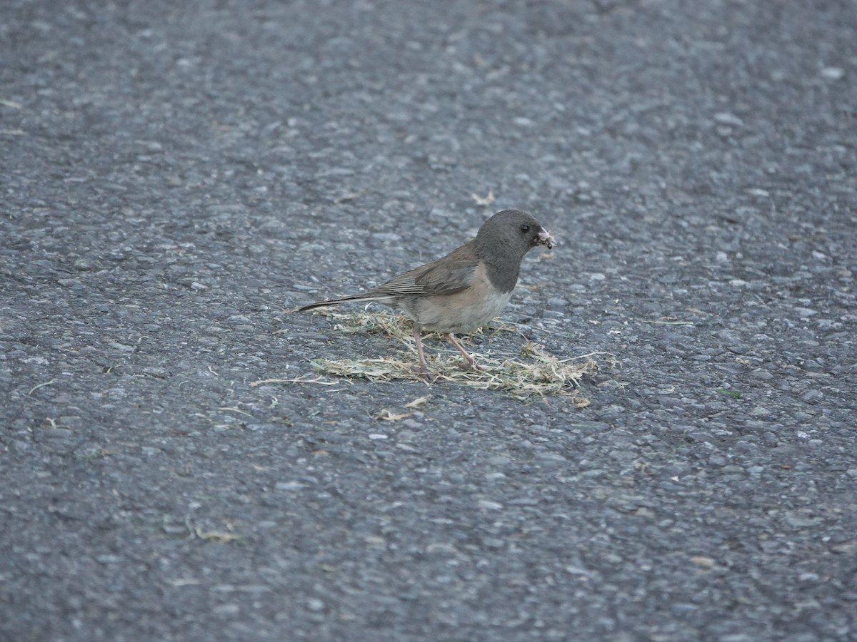 Dark-eyed Junco - ML638280935