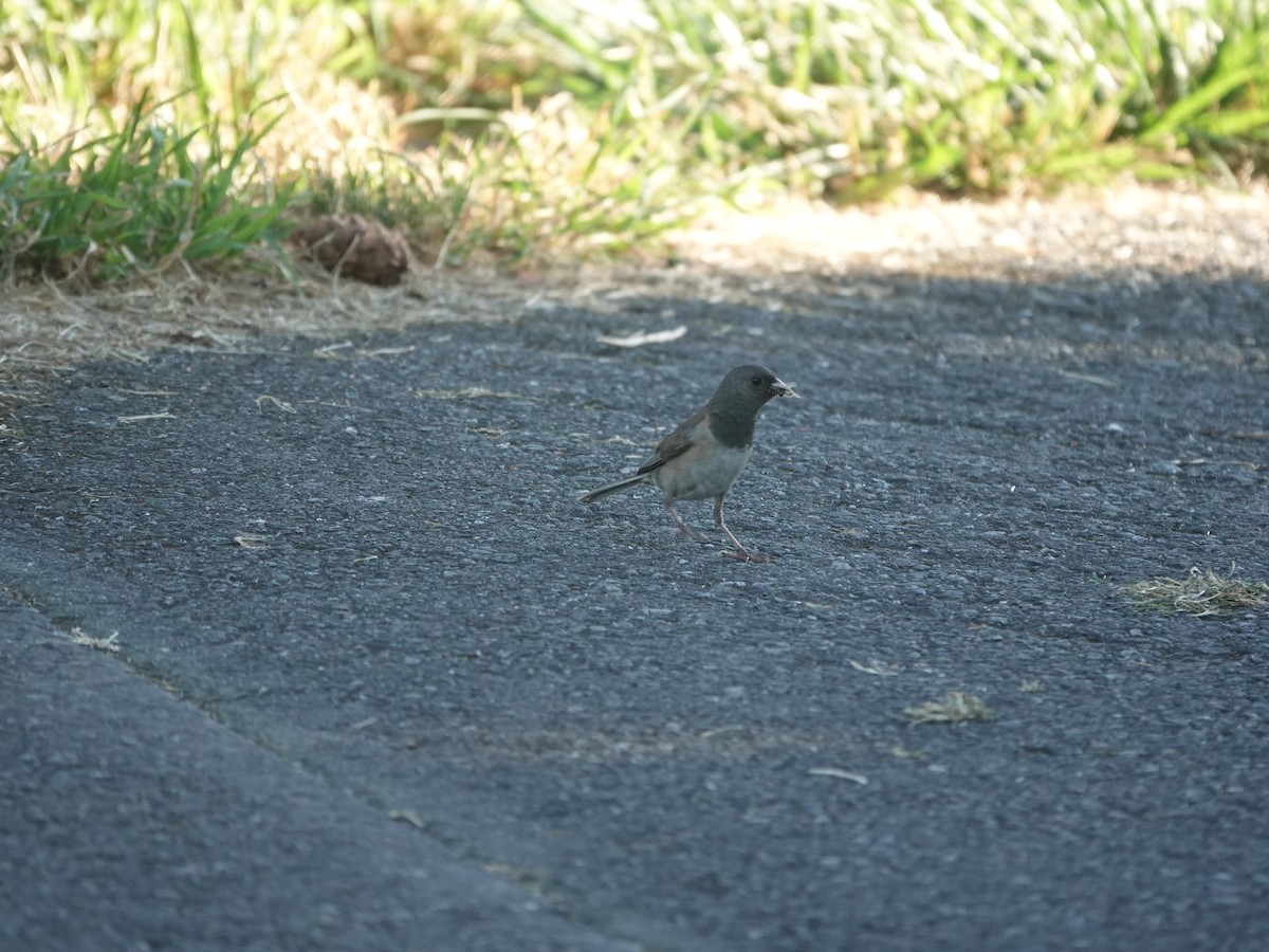 Dark-eyed Junco - ML638280936