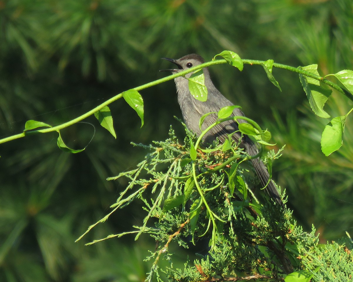 Gray Catbird - ML638280939
