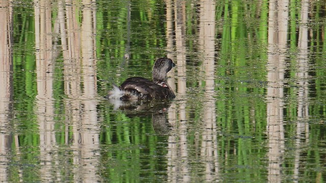 Pied-billed Grebe - ML638280945