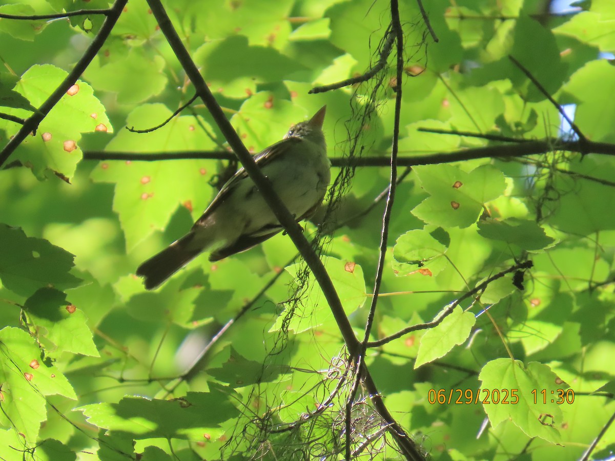 Acadian Flycatcher - ML638280951