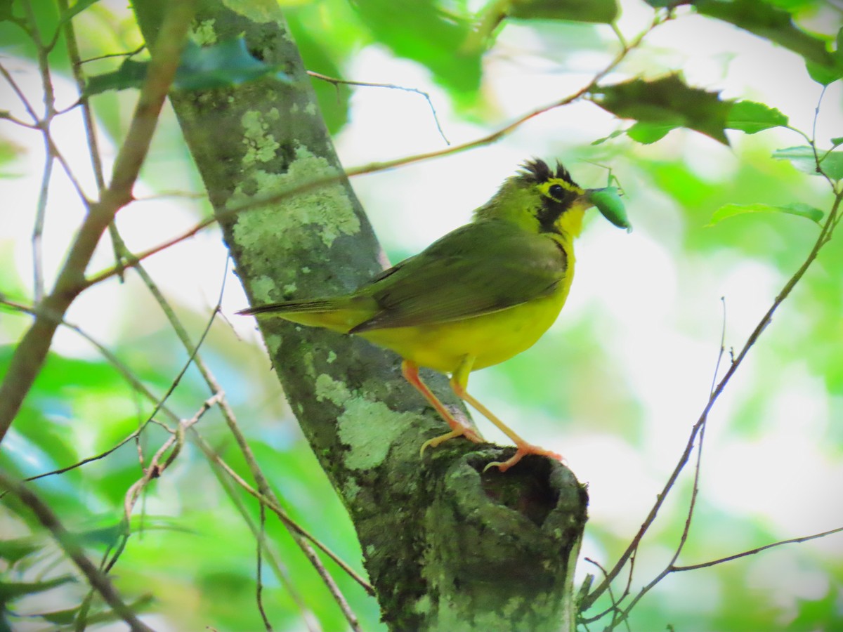 Kentucky Warbler - ML638280952