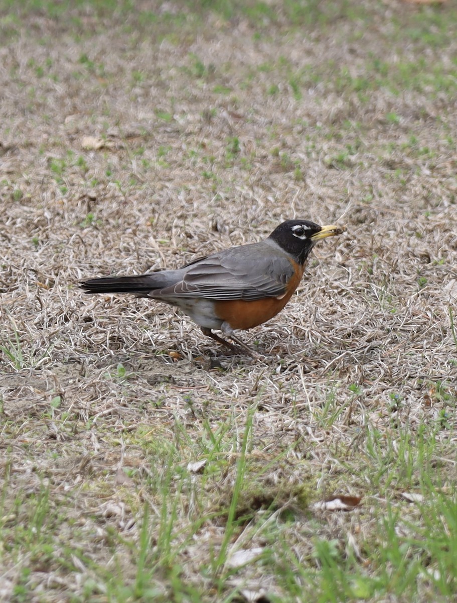 American Robin - ML638280954