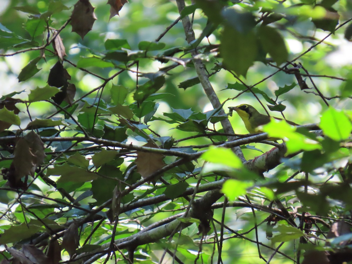Kentucky Warbler - ML638280958
