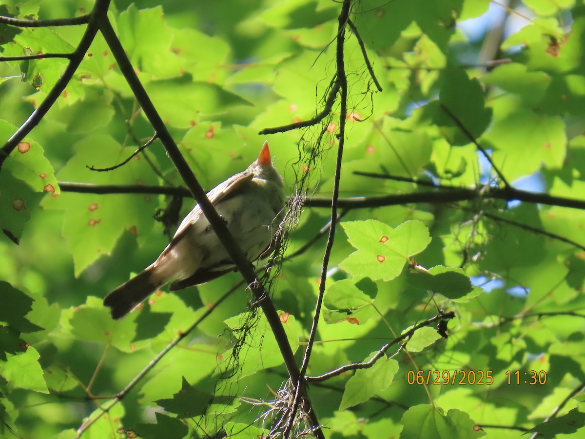 Acadian Flycatcher - ML638280961