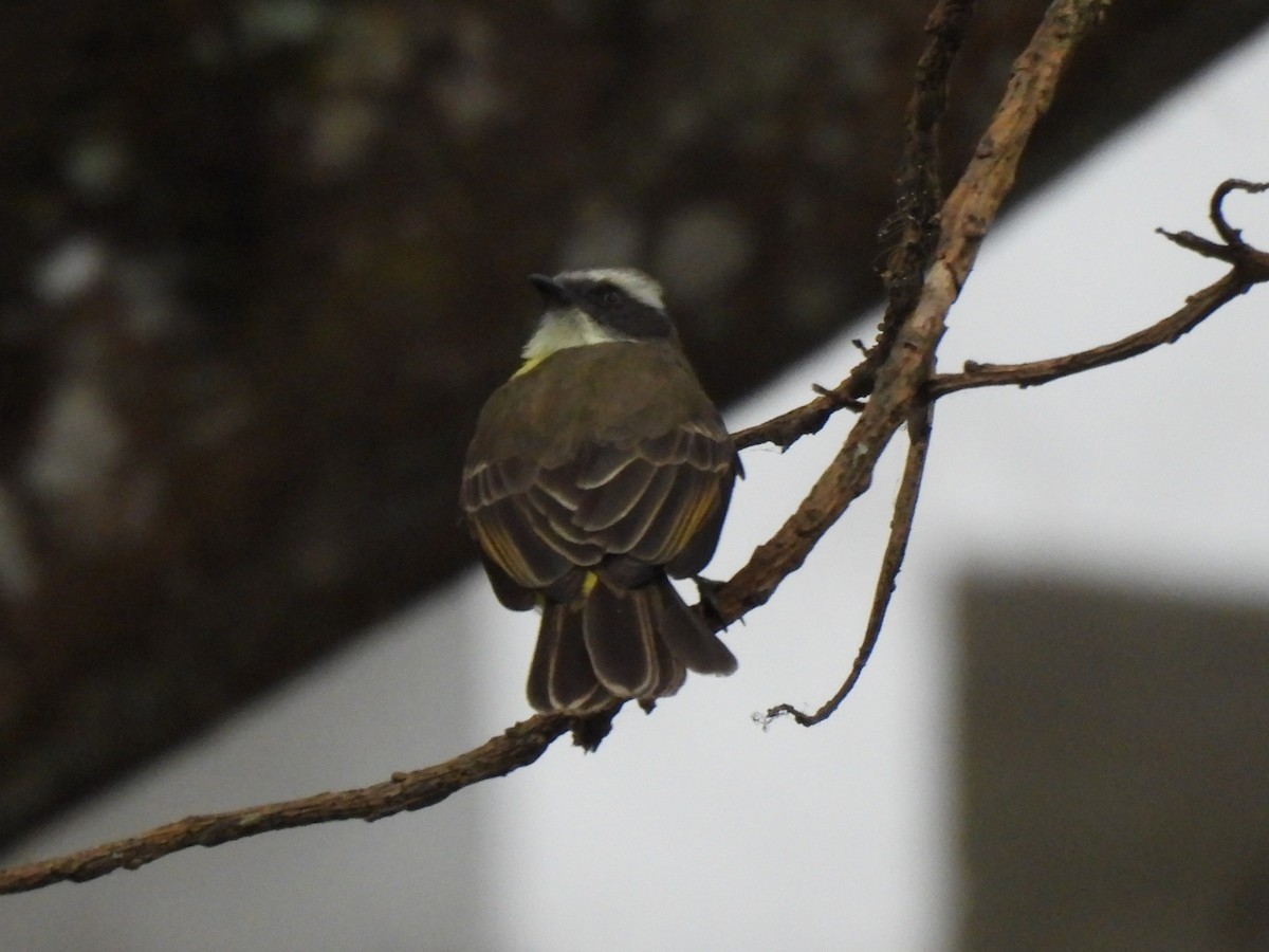Social Flycatcher - ML638280977