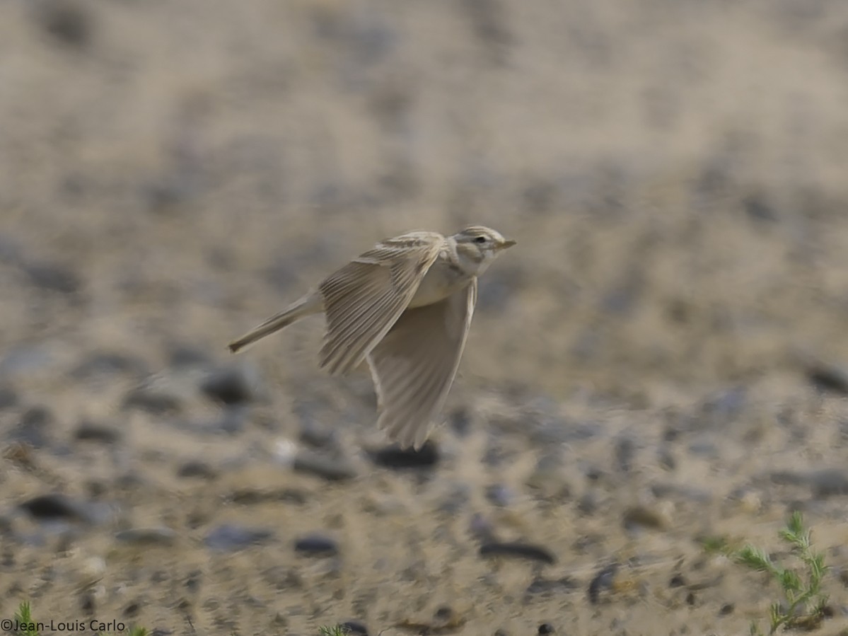 Asian Short-toed Lark - ML638280978