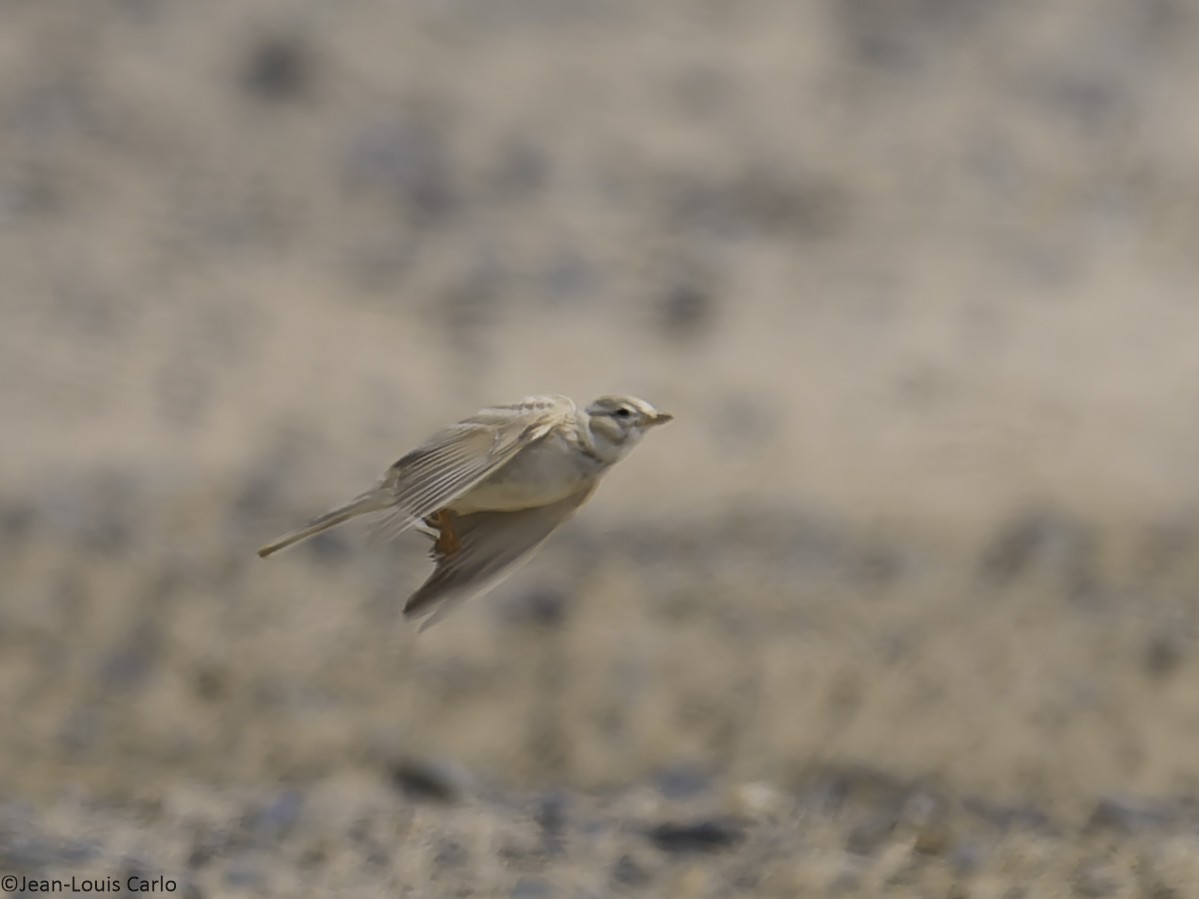 Asian Short-toed Lark - ML638280979